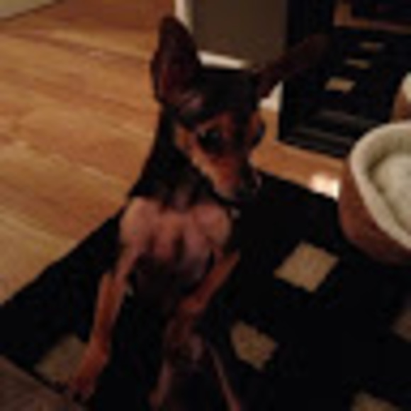 Meet your Posher, Penny - Picture 1 of 1